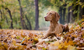 Magyar Vizsla im Wald auf Blättern liegend