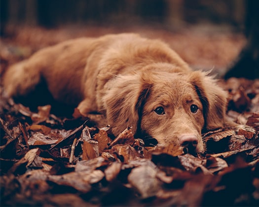 Hund auf Laub